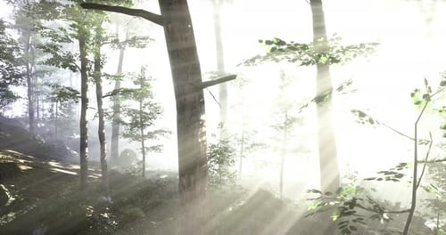 Serene Rays of Sunlight Dance Through a Tranquil Forest in Early Morning
