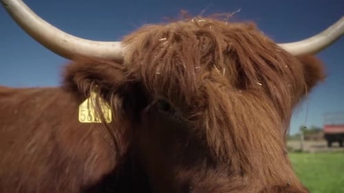 Close Up of a Highland Cow on a Farm