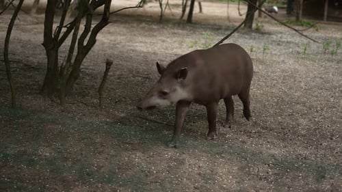 Tapir Walking in Natural Habitat Concept of Animal in the Wild