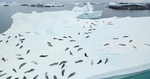 Seals Colony Resting on Ice Floe in Antarctica