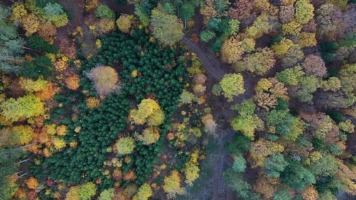 Aerial top down view of autumn forest with green and yellow trees. Mixed deciduous and coniferous fo