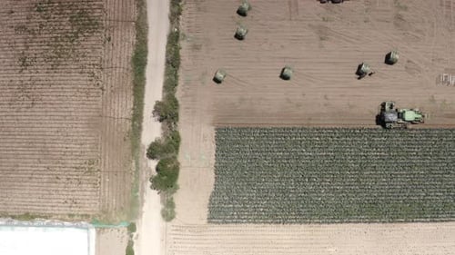 Tractor Harvesting Corn Field in Spain, Aerial view