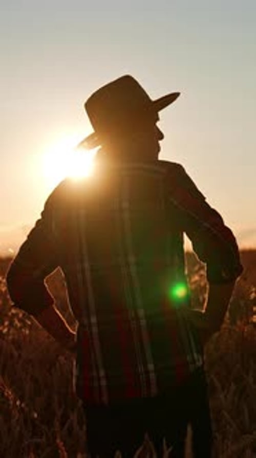 Owner of the wheat field looks at his crop of wheat. Man in hat looks around holding hands on hips.