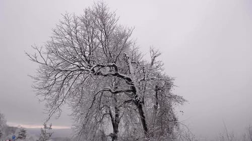 A solitary frozen tree during the winter time.
