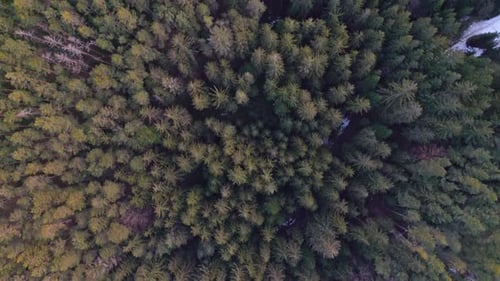 A bird's eye view from above on the treetops in a dense winter forest