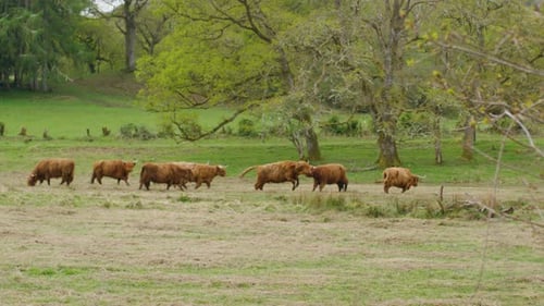 Herd of Highland Cows in Green Pasture in Springtime SLOMO