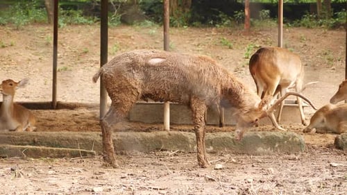 Sitzende, stehende Hirsche im Wald