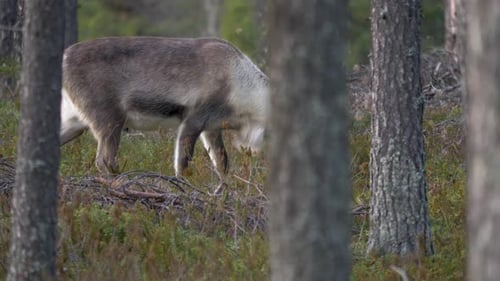 Reindeer buck and young doe grazing hidden in nordic forest - Medium long peek shot