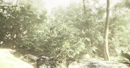 Morning Light Filters Through Lush Foliage in a Tranquil Forest Setting