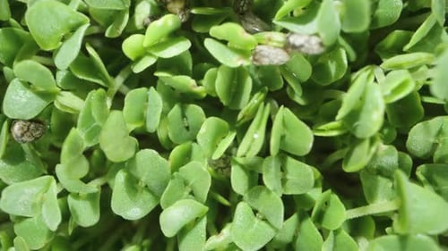 Top View of Chia Seeds Sprouted into Microgreens. Dolly slider extreme close-up.