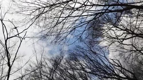 Vertical aerial shot of tree branches silhouetted against blue cloudy sky in the winter forest