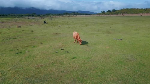 Brown Cows Grazing Field Under Cloudy Sky Drone View of Tranquil Countryside