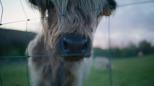 Snout and Face of Highland Cow, Soft Focus Close Up