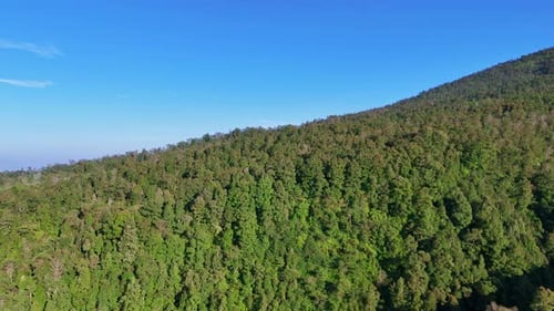 Luftaufnahme eines üppigen grünen Waldes an einem Berghang unter klarem blauem Himmel.