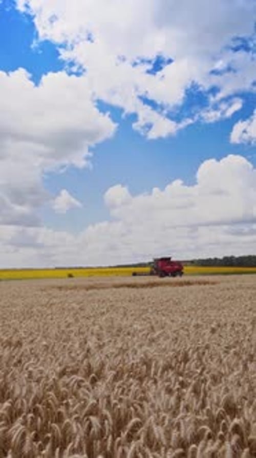 Harvesting of wheat field with combine. Combine harvester harvesting ripe golden wheat on the field