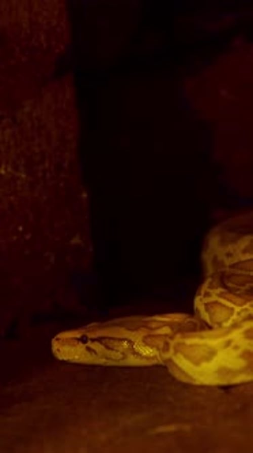 Serpent python doré glissant dans le noir