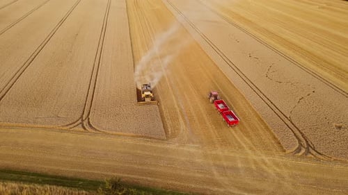 Combine Harvester Harvesting Wheat in Golden Field