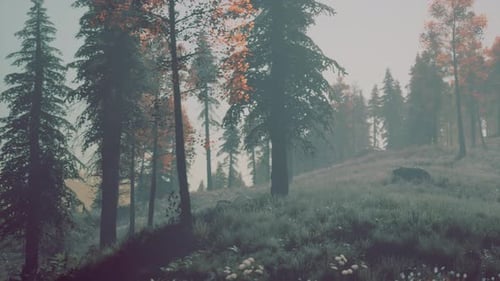 Evergreen Fir Trees with Cones Peaks of French Alps Mountains