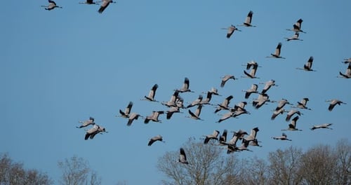Herde von Kranichen (Grus grus) in der Camargue, Frankreich