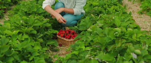 Person picking strawberries in a field, with a full basket. In the midst of green plants, a woman kn