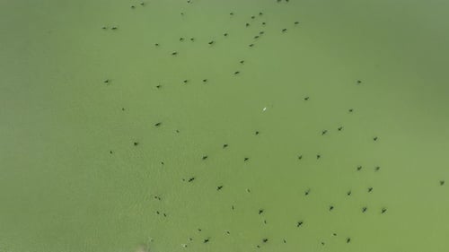 Aerial view of birds over water, Bangladesh.