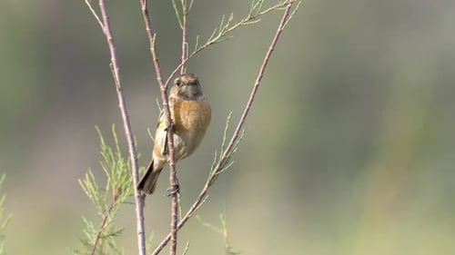 Stonechat Female on branch