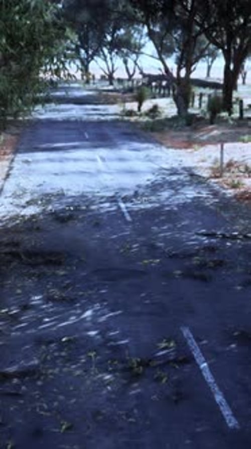 A Scenic Dirt Road with a Beautiful Treelined Landscape