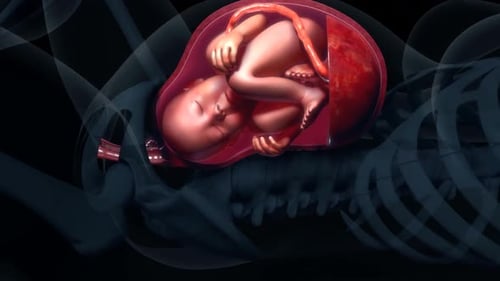 Realistic fetus in womb development animation frame