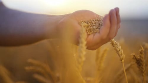 Human Holding Ripe Golden Wheat Grains Closeup View in Agricultural Region Farmer Enjoying Good