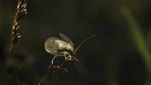 Dragonfly sits on edge of grass