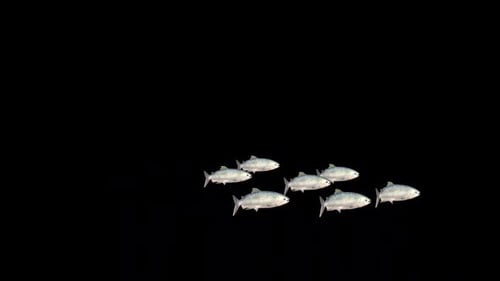Realistic School of Fish Swimming Animation