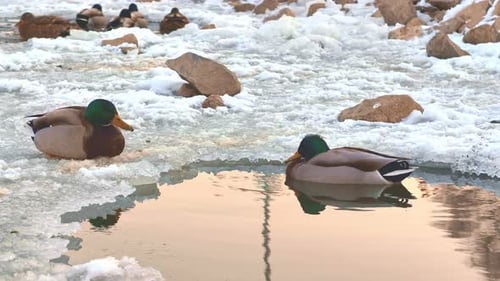 Ducks Resting on Icy Pond in Winter Scene