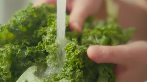 Des éclaboussures d'eau sur les feuilles de chou frisé dans l'évier de la cuisine