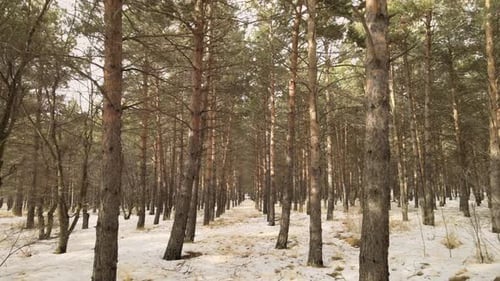 nature forest