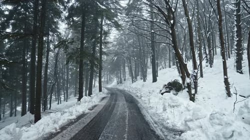 Snowy forest road winding through tall trees on a misty winter day