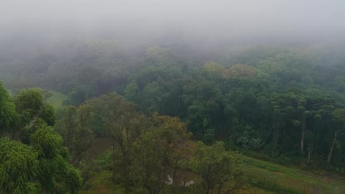 Selva brasileña Colinas Tropicales Atlánticas Bosques de Brasil Naturaleza Bosques de Brasil