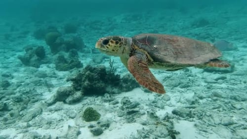 A Turtle Is Swimming In The Ocean Near Some Coral