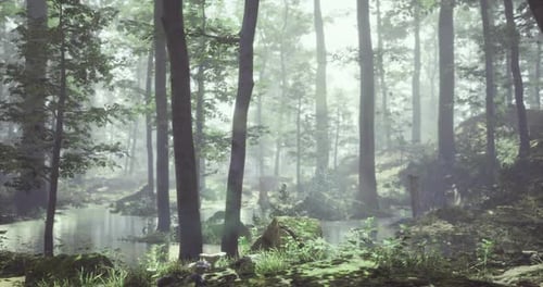 Serene Forest Landscape with Mist and Calm Water Near Lush Greenery