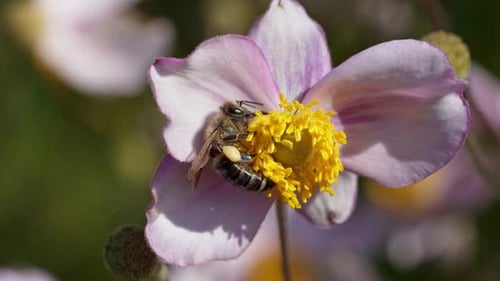 Bees Pollinating Flowers During Springtime in a Vibrant Garden Setting