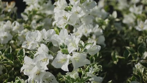 liebe weiße Blumen