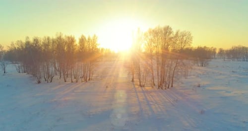 Aerial Drone View of Cold Winter Landscape with Arctic Field Trees Covered with Frost Snow and