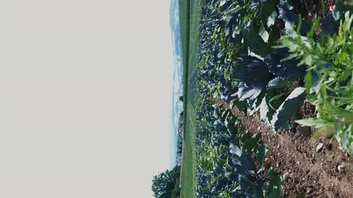 Green cabbage growing in rows on agriculture field. Vertical video