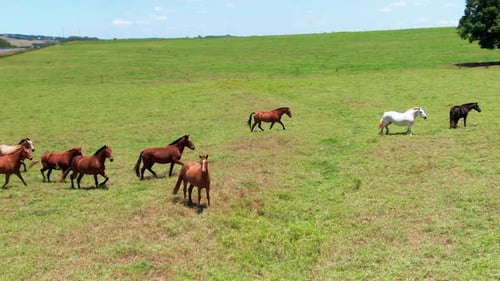 Horses running gracefully on green lawn with tree in background