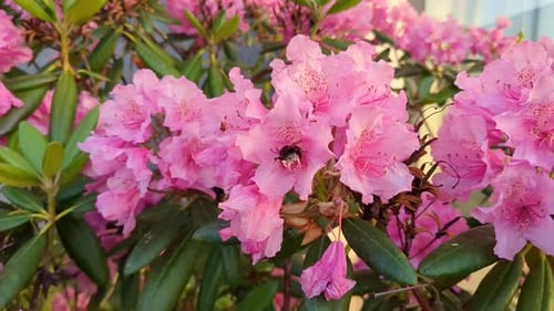 Bee pollinating pink flowers in garden
