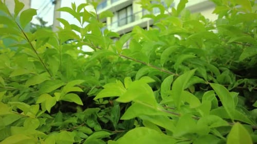 The camera captures the plant in a way that makes every single leaf and branch stand out
