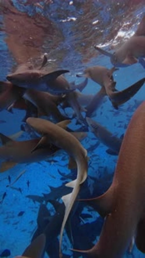 Nurse Sharks Underwater in Maldives A Lot of Sharks in Blue Sea