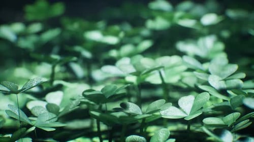 Discovering The Beauty Of Clover In Lush Green Surroundings