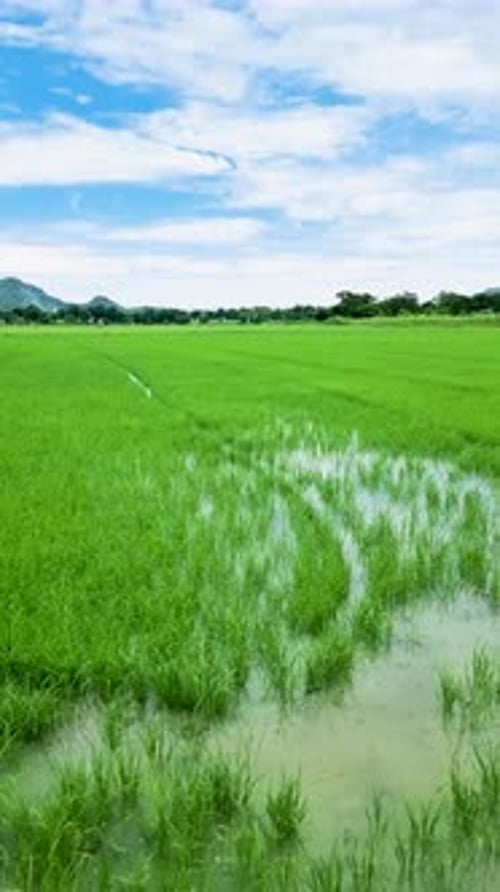 Green Rice Paddy Fields at the Countryside of Thailand