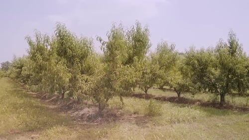 Lush Peach Trees with Green Leaves Grow in Rows in Garden