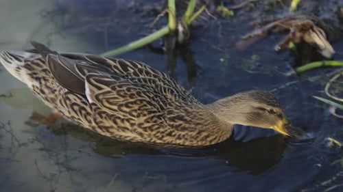 Close-Up of Brown Duck Gliding Through Leafy Pond Waters